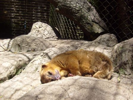 Micoleon (das heisst wahrscheinlich 'kleiner Löwe'?)