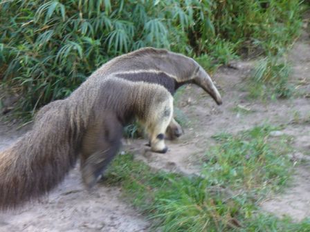 Der Ameisenbär hat es eilig