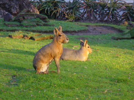 die patagonischen Hasen im Zoo von Buenos Aires
(Lagidium Wolffsohni)
