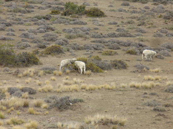 ein paar einsame Schafe