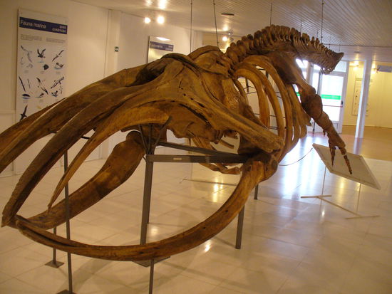 Das Skelett eines Wales