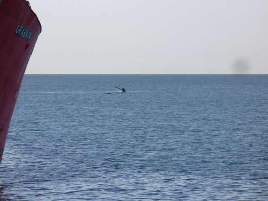 Knapp erkennbar: die Schwanzflosse des Wals