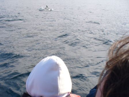 Delphin (man muss schon genau hinsehen)