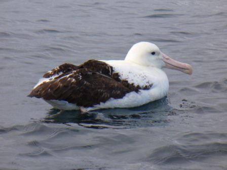 Der Albatross