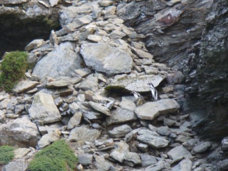 2 Pinguine auf dem Abstieg