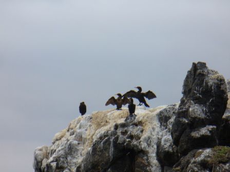schwarze Kormorane