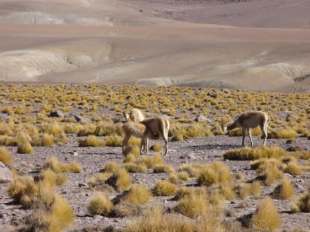 Vicunas
