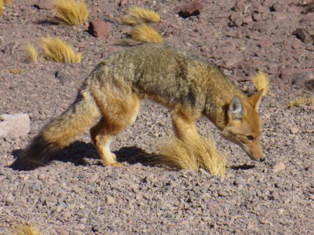 Der kleine Fuchs weiss genau, wann die Touris kommen
