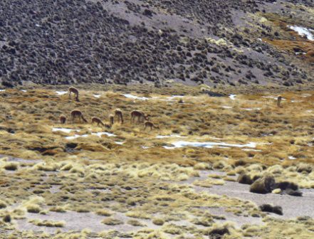 Vicunas auf 4'000 m