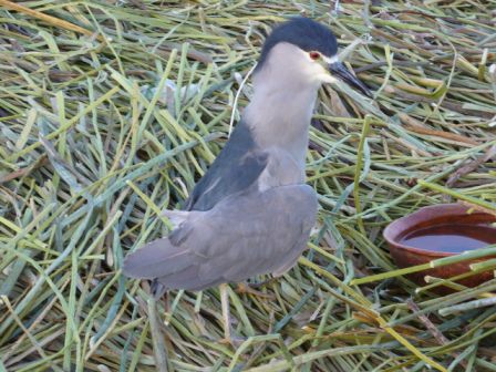Der Vogel hat grad den Fisch stibitzt, den man uns vorhin gezeigt hat.