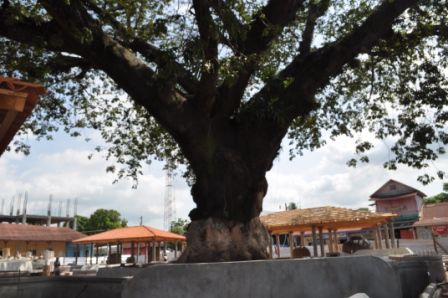 die uralte Ceiba auf dem Hauptplatz
