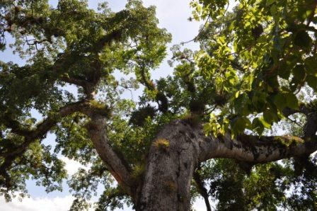 eine riesige Ceiba, Nationalbaum Guatemalas