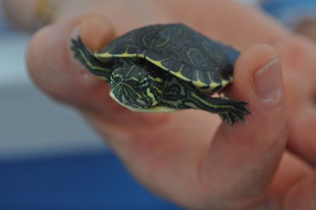 eine winzige Wasserschildkröte