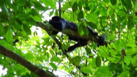 Der Spideraffe im Baum