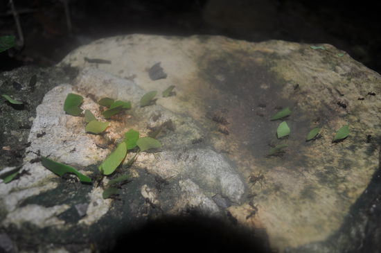 Blattschneideameisen arbeiten anscheinend auch nachts