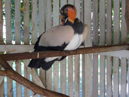 ein komischer Vogel