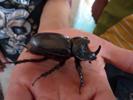die Kinder haben diesen Riesenkäfer am Morgen oben auf dem Deck gefunden.