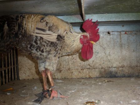 Wie der Hahn in dieser Enge überhaupt krähen kann!