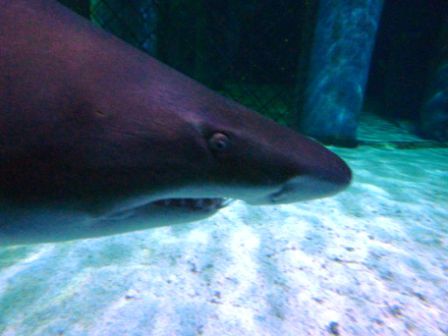Face to face with the shark