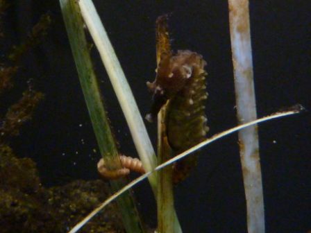 Winzige Seepferdchen