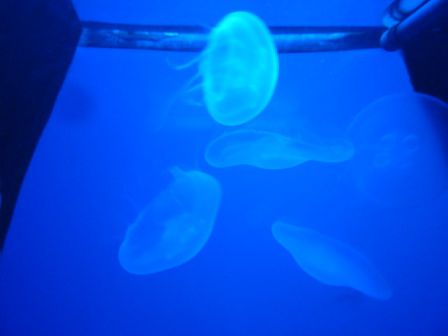 Medusen, geheimnisvolle Wesen