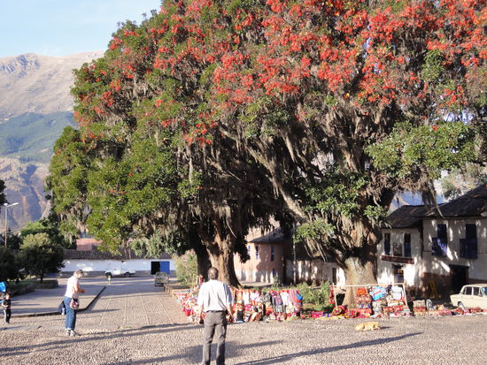 faszinierend die alten Bäumen mit den Bärten vor der Kirche - und die obligaten Markstände.
