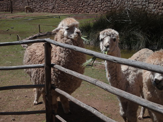 Sind sie nicht gemütlich,die dicken Alpakas