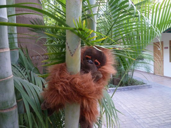 in den Palmen im Hotelhof