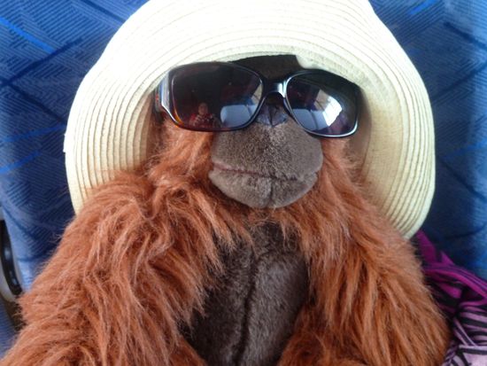 Nachdem er beschuldigt worden war, gestern abend die Poolbar geleert zu haben, schmollte Mr. Woodman am Morgen und versteckte sich hinter der grossen Sonnenbrille. Vielleicht schwirrte ihm ja noch der Kopf.