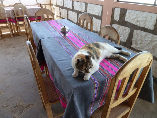 Diese Katze lässt sich nicht vertreiben