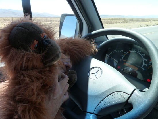 Eine Weile fand er es ganz lustig, selber am Steuer zu sein...