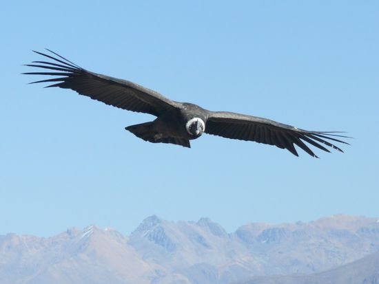 El condor pasa                                          
Foto: René