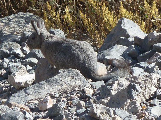 Eine Hasenmaus sitzt gut getarnt zwischen den Steinen    
Foto: Romy