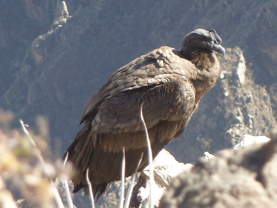 Dieser Condor hatte es sich wenige Meter vor uns bequem gemacht.
Foto: Romy