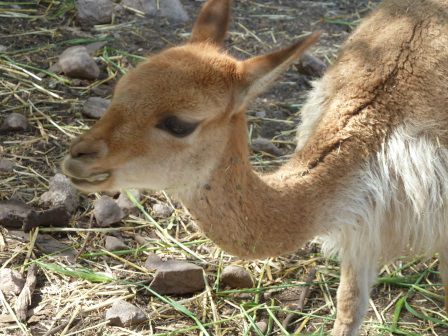 In der Freiheit leben Vicunas erst ab 4000 m.ü.M