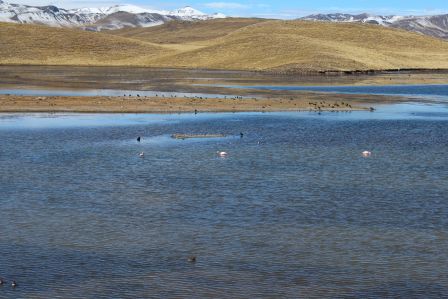 Flamingos und andere Wasservögel in der Lagunilla