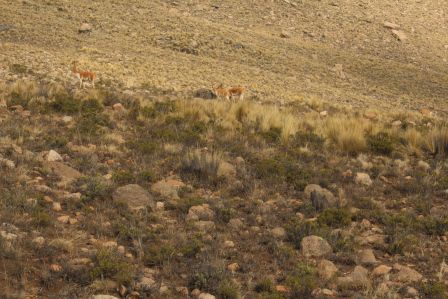 Die ersten Vicunas. Sie leben wild über 4000 m und sind streng geschützt.