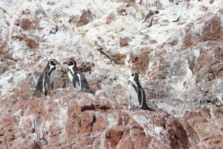 Humboldtpinguine