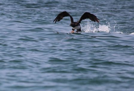 Knapp über dem Wasser auf Beutefang