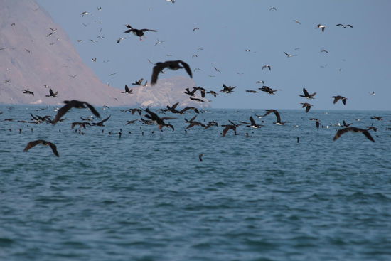 Wir sind mitten in einem riesigen Vogelschwarm