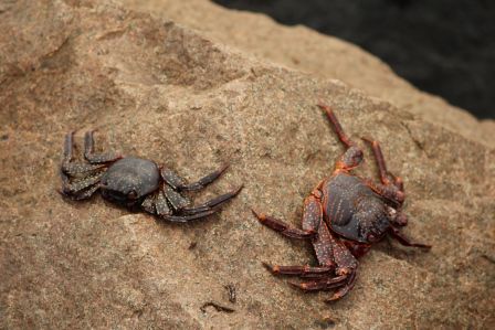 Krabben oder Krebse? hab in Wikipedia nachgesehen: Krabbe = Krebs.
Mein Sternzeichen liegt da am Strand