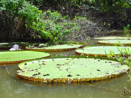 Victoria Regia, die riesigen Seerosen