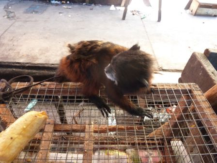 Ein trauriges Bild: Illegaler Tierhandel
