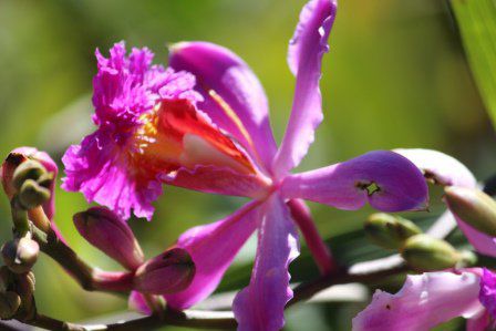 Im kleinen Gärtchen wachsen sogar Orchideen