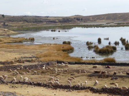 Am Lago Umayo weiden Schafe