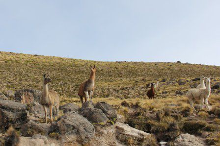 Lamas sind überall. Am Abend werden sie von den Bauern zurück geholt. Foto: Beat