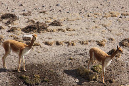 Endlich Vicunas, die scheuen kleinen Verwandten der Lamas
Foto: Beat