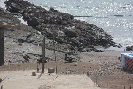 dem Adlerauge von Beats Kamera entgeht nichts - Pelikane am Strand
Foto: Beat