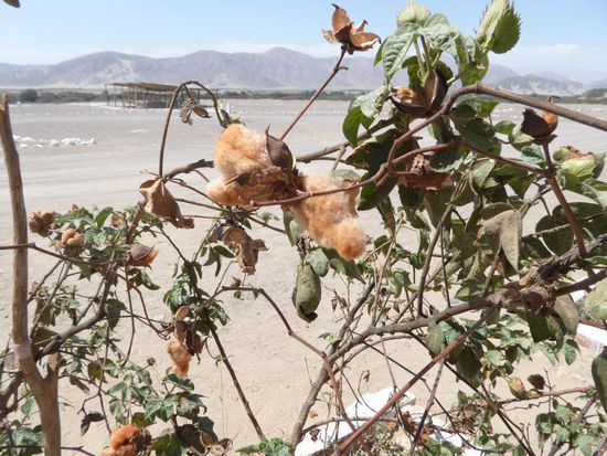 Beim Eingang zum Museum entdeckt: Baumwolle. Eine seltenere braune Sorte, meistens ist sie weiss.