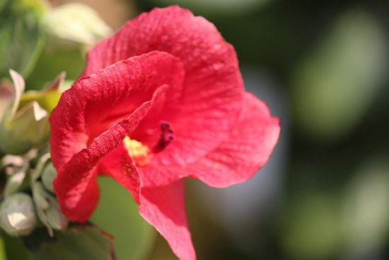wunderschöne Kamelien blühen im Baum